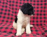 Dewey, a male Poodle - Multi-Colored Standard for sale in Dover, OH – 5 of 5