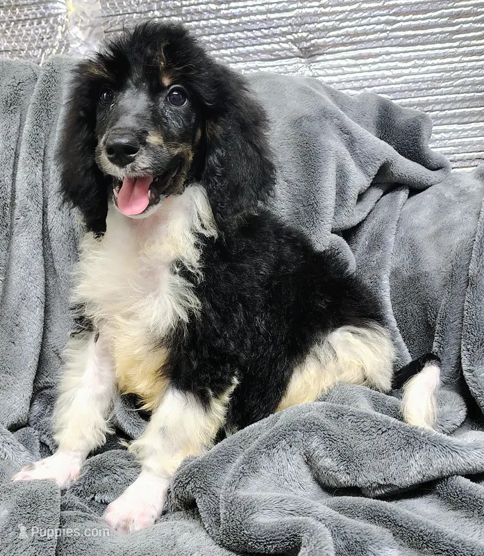 Sebastian  – Poodle - Multi-Colored Standard puppy for sale in Dover, OH