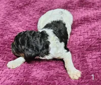 Winston , a male Poodle - Multi-Colored Standard for sale in Dover, OH – 4 of 5