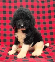 Zion, a male Poodle - Multi-Colored Standard for sale in Dover, OH – 3 of 5