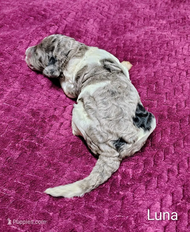Luna – Poodle - Multi-Colored Standard puppy for sale in Dover, OH