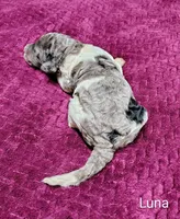 Luna, a female Poodle - Multi-Colored Standard for sale in Dover, OH – 1 of 6