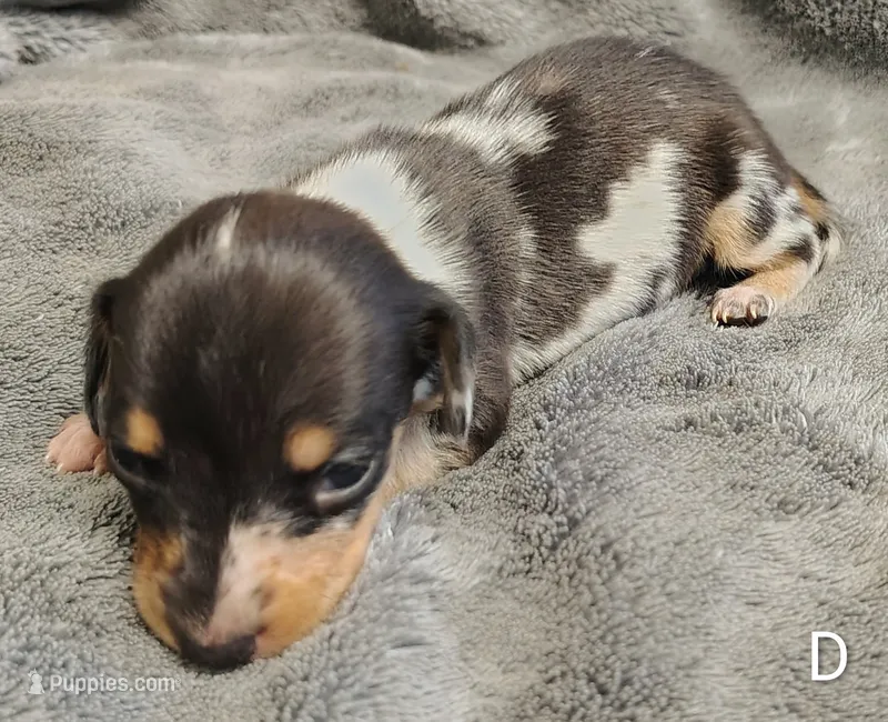 Diamond – Miniature Dachshund puppy for sale in Dover, OH