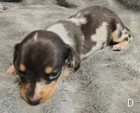 Diamond, a female Miniature Dachshund for sale in Dover, OH – 1 of 8