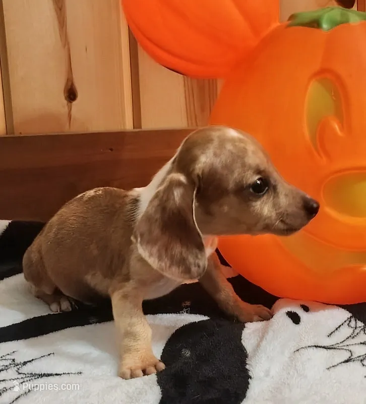 Chip – Miniature Dachshund puppy on hold in Dover, OH