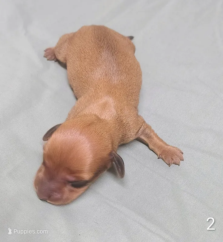 Roscoe – Miniature Dachshund puppy for sale in Dover, OH