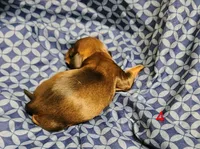 Hershey, a male Miniature Dachshund for sale in Dover, OH – 2 of 5