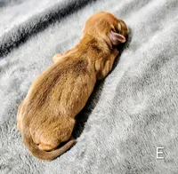 Eliza, a female Miniature Dachshund for sale in Dover, OH – 4 of 4
