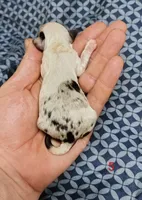 Cynthia, a female Miniature Dachshund for sale in Dover, OH – 2 of 6