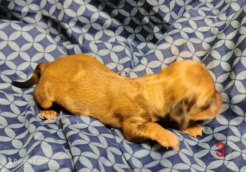 Polley – Miniature Dachshund puppy for sale in Dover, OH