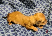 Polley, a female Miniature Dachshund for sale in Dover, OH – 1 of 4