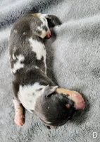 Diamond, a female Miniature Dachshund for sale in Dover, OH – 3 of 4