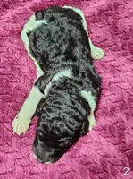 Sebastian , a male Poodle - Multi-Colored Standard for sale in Dover, OH – 2 of 3