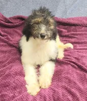 Kesha, a female Poodle - Standard  for sale in Dover, OH – 2 of 5