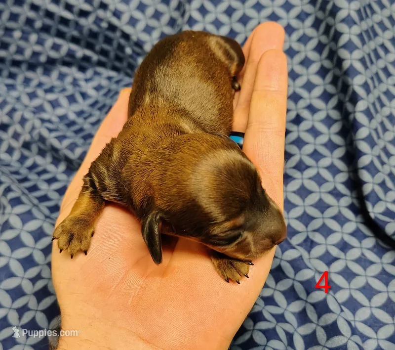 Hershey – Miniature Dachshund puppy on hold in Dover, OH