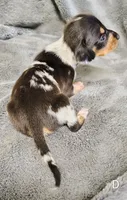 Diamond, a female Miniature Dachshund for sale in Dover, OH – 8 of 8