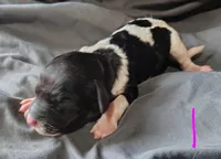 Daphne , a female Poodle - Multi-Colored Standard for sale in Dover, OH – Photo 3 of 3
