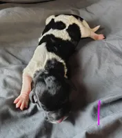 Daphne , a female Poodle - Multi-Colored Standard for sale in Dover, OH – Photo 2 of 3