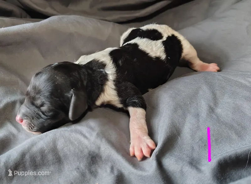 Daphne  – Poodle - Multi-Colored Standard puppy for sale in Dover, OH