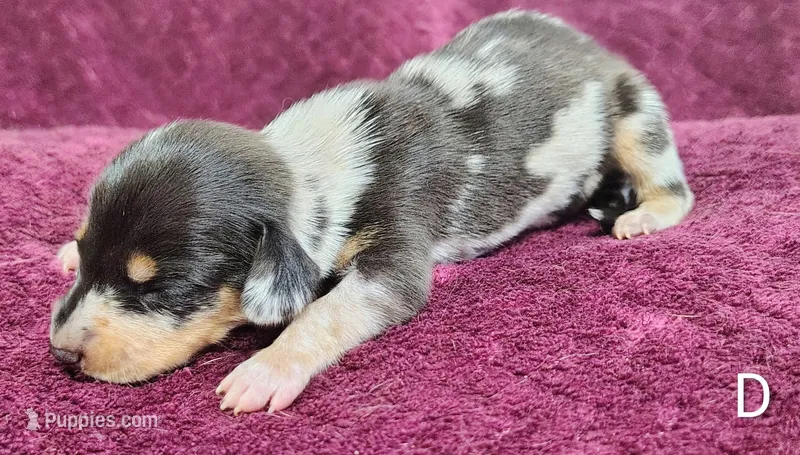 Diamond – Miniature Dachshund puppy for sale in Dover, OH