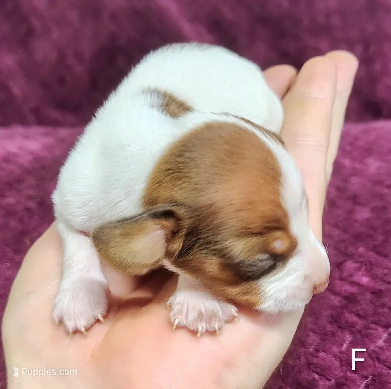 Franny – Miniature Dachshund puppy for sale in Dover, OH
