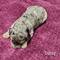 Daisy, a female Poodle - Multi-Colored Standard for sale in Dover, OH – 3 of 4