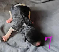 Polly, a female Poodle - Multi-Colored Standard for sale in Dover, OH – Photo 5 of 6