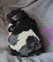 Polly, a female Poodle - Multi-Colored Standard for sale in Dover, OH – Photo 3 of 6