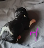 Polly, a female Poodle - Multi-Colored Standard for sale in Dover, OH – Photo 2 of 6