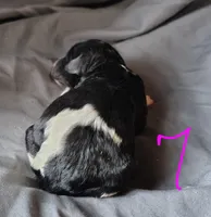 Polly, a female Poodle - Multi-Colored Standard for sale in Dover, OH – Photo 4 of 6