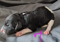 Polly, a female Poodle - Multi-Colored Standard for sale in Dover, OH – Photo 6 of 6