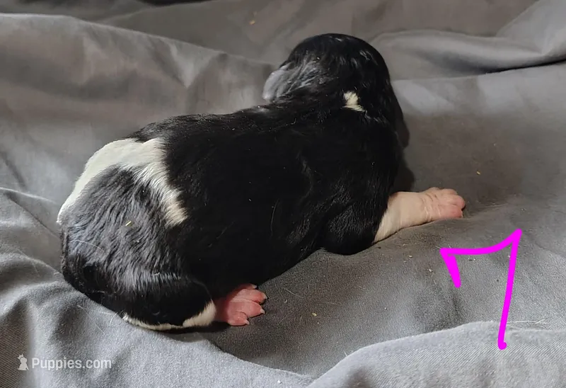 Polly – Poodle - Multi-Colored Standard puppy for sale in Dover, OH