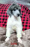 Luna, a female Poodle - Multi-Colored Standard for sale in Dover, OH – 4 of 5