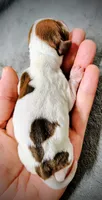 Franny, a female Miniature Dachshund for sale in Dover, OH – 4 of 4