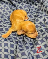 Redd, a male Miniature Dachshund for sale in Dover, OH – 3 of 5