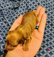 Polley, a female Miniature Dachshund for sale in Dover, OH – 2 of 4