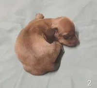 Roscoe, a male Miniature Dachshund for sale in Dover, OH – 3 of 3