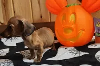 Pablo, a male Miniature Dachshund for sale in Dover, OH – 3 of 3