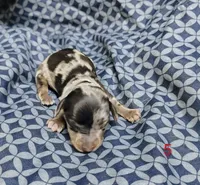 Belvedere , a male Miniature Dachshund for sale in Dover, OH – 6 of 6