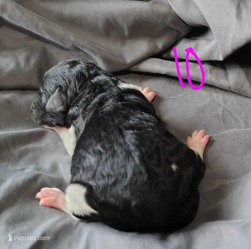 Kesha – Poodle - Multi-Colored Standard puppy for sale in Dover, OH