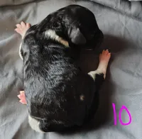 Kesha, a female Poodle - Multi-Colored Standard for sale in Dover, OH – Photo 3 of 4