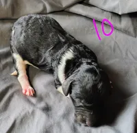 Kesha, a female Poodle - Multi-Colored Standard for sale in Dover, OH – Photo 4 of 4