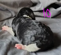 Kesha, a female Poodle - Multi-Colored Standard for sale in Dover, OH – Photo 2 of 4