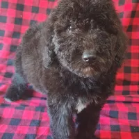 Maddy, a female Poodle - Standard  for sale in Dover, OH – Photo 1 of 4