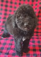 Maddy, a female Poodle - Standard  for sale in Dover, OH – Photo 1 of 4