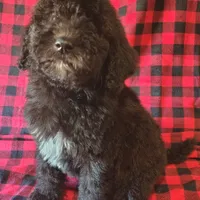 Maddy, a female Poodle - Standard  for sale in Dover, OH – Photo 2 of 4
