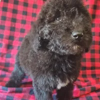 Maddy, a female Poodle - Standard  for sale in Dover, OH – Photo 4 of 4