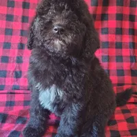 Maddy, a female Poodle - Standard  for sale in Dover, OH – Photo 3 of 4