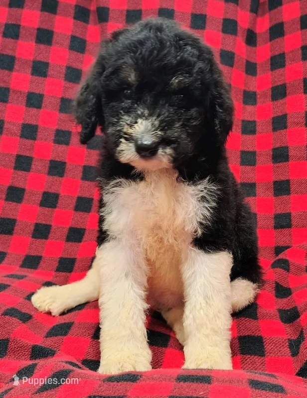 Polly – Poodle - Multi-Colored Standard puppy for sale in Dover, OH