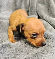 Pablo, a male Miniature Dachshund for sale in Dover, OH – 3 of 4